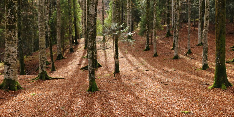 Camminata al bosco di Tecchie