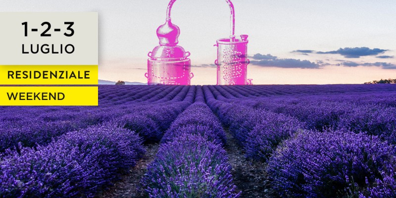 Aromaterapia, oli vegetali, raccolta e distillazione della lavanda