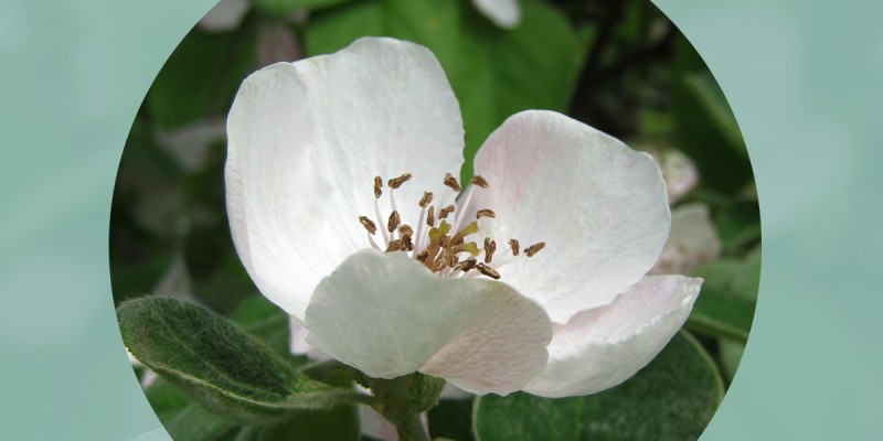 Corso di floriterapia. Conoscere i fiori di Bach