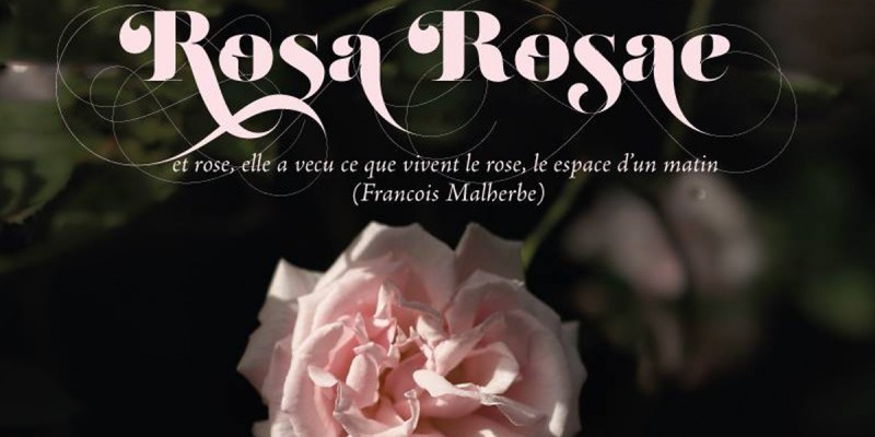 Rosa Rosae 