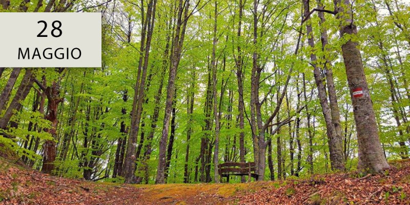 Terra e aria: il respiro e il prana rigenerante del bosco 2