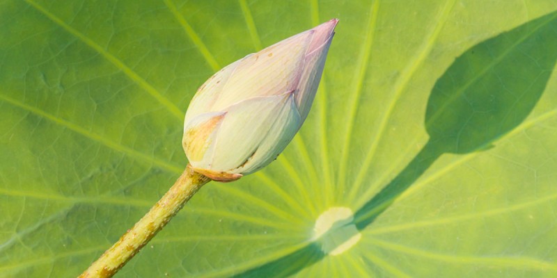 Purificazione psicofisica stagionale con lo yoga e l'ayurveda