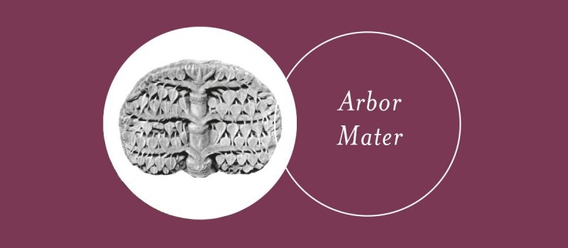 Terapie naturali, piante curative, simboli universali: i corsi dell'Associazione Arbor Mater