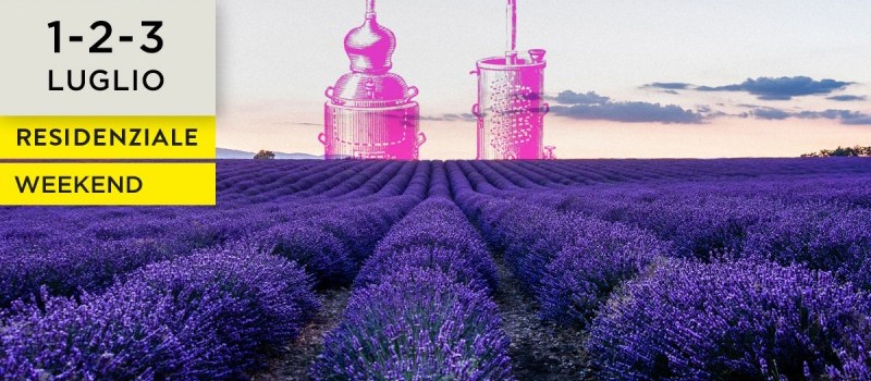 Aromaterapia, oli vegetali, raccolta e distillazione della lavanda