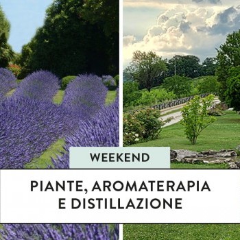 Aromaterapia e distillazione, lavanda day